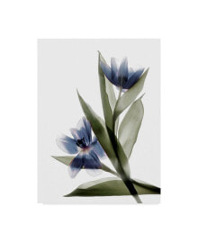 Trademark Global judy Stalus Xray Tulip VI Canvas Art - 15