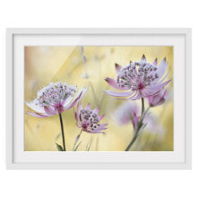 Bild Astrantia Major II