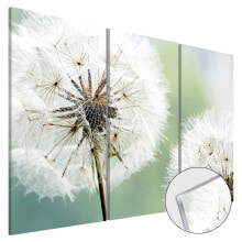 Acrylglasbild Fluffy Dandelions