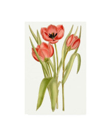 Trademark Global curtis Curtis Tulips VII Canvas Art - 19.5