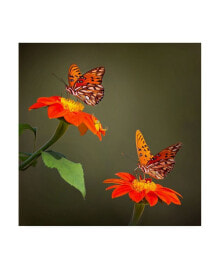 Trademark Global pH Burchett Butterfly Portrait VI Canvas Art - 36.5