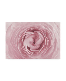 Trademark Global photoINC Studio Large Pink Rose Canvas Art - 36.5