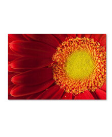 Trademark Global pIPA Fine Art 'Nature's Beauty' Canvas Art - 16