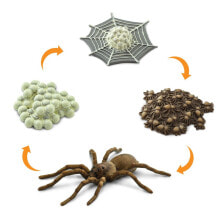 SAFARI LTD Life Cycle Of A Spider Figure