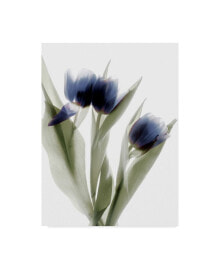Trademark Global judy Stalus Xray Tulip IV Canvas Art - 37