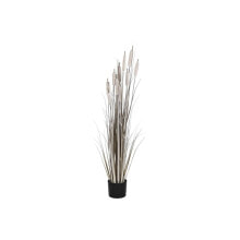 Decorative Plant DKD Home Decor Rushes (35 x 35 x 120 cm)