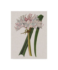 Trademark Global naomi Mccavitt Crinium Lily I Canvas Art - 15