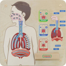 Masterkidz Tablica Edukacyjna Układ Oddechowy