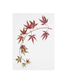 Trademark Global deborah Kopka Japanese Maple on White Canvas Art - 36.5