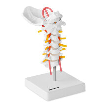 Anatomical model of the cervical spine in a 1: 1 scale