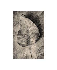 Trademark Global incado Dried Leaf Canvas Art - 19.5
