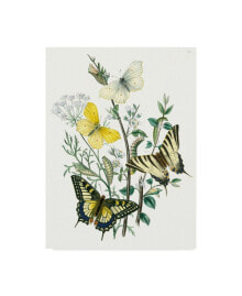 Trademark Global unknown British Butterflies II Canvas Art - 37