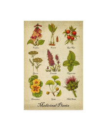 Trademark Global deborah Kopka Medicinal Plants Canvas Art - 36.5