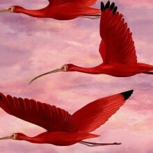 Tapete Tropische Rosa Vögel