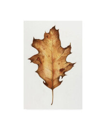 Trademark Global deborah Kopka Black Oak Leaf Canvas Art - 15.5