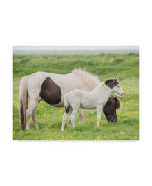 Trademark Global pH Burchett Grassland Horses I Canvas Art - 15
