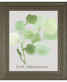 Pilea Peperomioides by Katrien Soeffers Framed Print Wall Art, 22