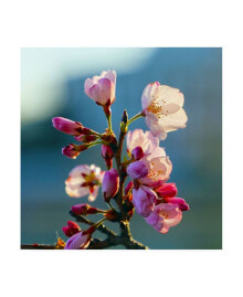 Trademark Global mitch Catanzaro Cherry Blossom Blurred Canvas Art - 36.5