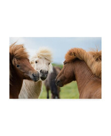 Trademark Global david Ayash Horses in Iceland Canvas Art - 15.5
