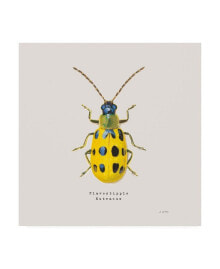Trademark Global james Wiens Adorning Coleoptera VII Sq Golden Canvas Art - 27