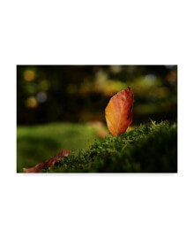 Trademark Global philippe Sainte-Laudy Leaf and Ant Canvas Art - 20