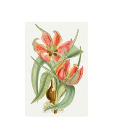 Trademark Global curtis Curtis Tulips I Canvas Art - 19.5