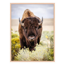 Купить предметы интерьера Any Image: Bild North American Bison