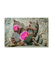 Trademark Global janice Sullivan 'Pink Desert Flower' Canvas Art - 19