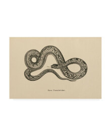 Trademark Global wild Apple Portfolio Vintage Boa Constrictor Canvas Art - 19.5