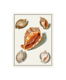 Trademark Global vision Studio Collected Shells VII Canvas Art - 27
