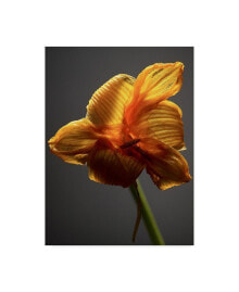 Trademark Global james Mcloughlin Studio Flowers XI Canvas Art - 20
