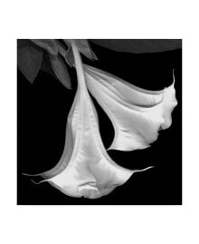 Trademark Global susan S. Barmon 'Trumpet Flower Black And White' Canvas Art - 24