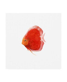 Trademark Global emma Scarvey Discus Fish V Canvas Art - 36.5