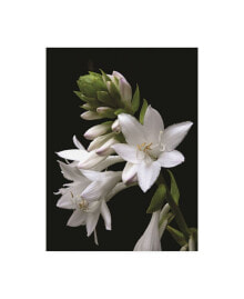 Trademark Global kurt Shaffer White Hosta Flower Canvas Art - 15