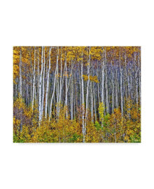 Trademark Global david Drost Yellow Woods I Canvas Art - 20