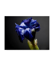 Trademark Global james Mcloughlin Studio Flowers I Canvas Art - 37