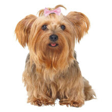 Cosmetics and hygiene products for dogs