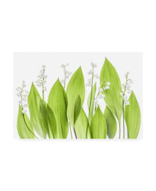 Trademark Global mandy Disher Lily of the Valley Green Canvas Art - 20