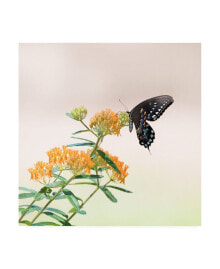 Trademark Global pH Burchett Butterfly Portrait II Canvas Art - 19.5