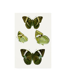 Trademark Global vision Studio Butterfly Specimen VII Canvas Art - 19.5