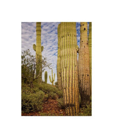 Trademark Global david Drost Cacti View IV Canvas Art - 37