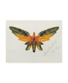 Trademark Global albert Bierstadt Bold Butterfly on White Canvas Art - 36.5