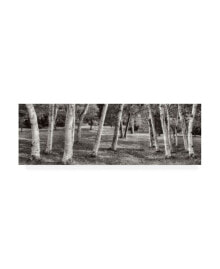 Trademark Global alan Blaustein Birch Trees No.1 Canvas Art - 36.5