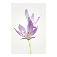 Wandbild Autumn Crocus