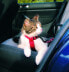 Фото #3 товара Шлейка для кошек TRIXIE SZELKI SAMOCHODOWE DLA KOTA TX-1294