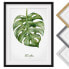 Bild Aquarell Botanik Monstera I