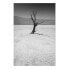 Фото #1 товара Wandbild Tree in the Desert