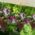 Фото #4 товара Geflochtene Blumenampel im 3er Set