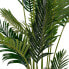 Фото #7 товара Dekopalme Areca