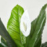 Фото #7 товара Kunstpflanze Spathiphyllum Wallisii